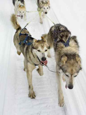 The Husky Dog Trial